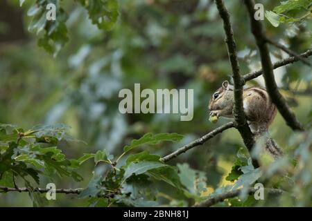 Siberian Chipmunk (Tamias sibiricus) ha introdotto specie, su in albero, vicino a Parigi, Francia settembre Foto Stock