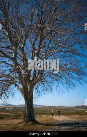 un uomo e una donna stanno insieme sotto un grande Albero che si affaccia su un altopiano nelle montagne Cévennes In Francia Foto Stock