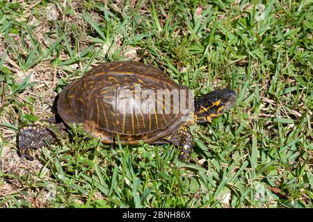 Tartaruga scatola Florida (Terrapene carolina bauri) Florida del Nord, Stati Uniti, ottobre. Foto Stock
