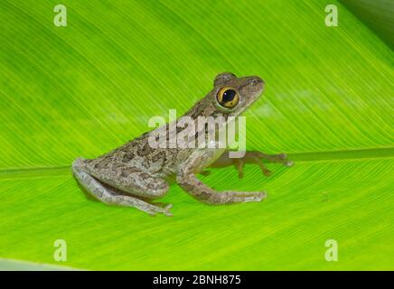 Rana cubana (OsteClostius septentrionalis) su foglia, Florida, marzo. Specie introdotta. Foto Stock