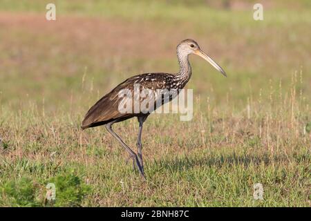 Limpkin (Aramus guarauna) Florida Centrale, USA, aprile. Foto Stock