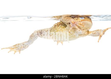 Comune toad (bufo bufo) in acqua, Maine-et-Loire, Francia, agosto, meetyourneighbors.net progetto Foto Stock