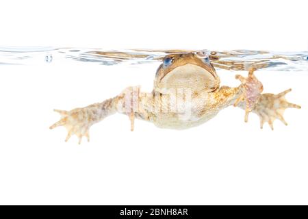 Comune toad (bufo bufo) in acqua, Maine-et-Loire, Francia, agosto, meetyourneighbors.net progetto Foto Stock