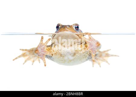 Comune toad (bufo bufo) in acqua, Maine-et-Loire, Francia, agosto, meetyourneighbors.net progetto Foto Stock