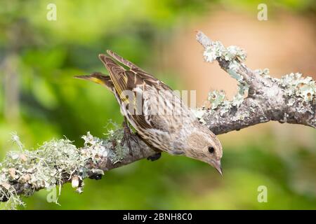 Pino siskin (Carduelis pinus) maschio, Florida, USA, marzo. Foto Stock