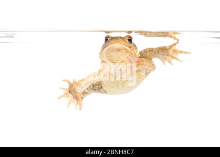 Comune toad (bufo bufo) in acqua, Maine-et-Loire, Francia, agosto, meetyourneighbors.net progetto Foto Stock