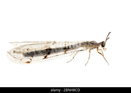 Antlion (Eurolion nostras), Maine-et-Loire, Francia, agosto, meetyourneighbors.net progetto Foto Stock