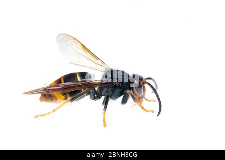 Asian hornet (Vespa velutina), Maine-et-Loire, Francia, Novembre, progetto meetyourneighbors.net Foto Stock