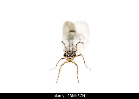 Antlion (Eurolion nostras), Maine-et-Loire, Francia, agosto, meetyourneighbors.net progetto Foto Stock