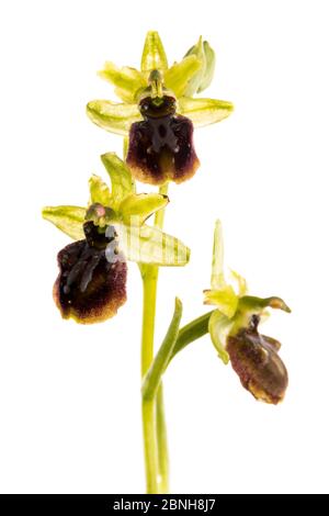 Orchidea ragno (Ophrys sphegodes subsp. Sphegodes / aranifera) in fiore, Maine-et-Loire, Francia, maggio, meetyourneighbors.net progetto Foto Stock