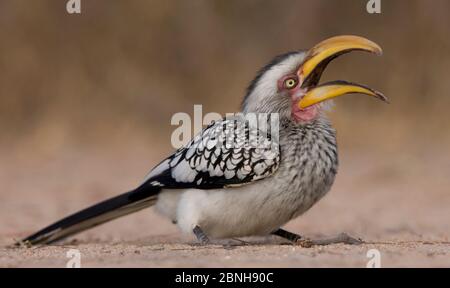 Southern Yellow-fattura Hornbill (Tockus leucomelas) che sbadano mentre si siede a terra, Sabi Sand Game Reserve, Sudafrica Foto Stock