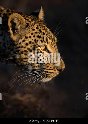 Leopardo (Panthera pardus) profilo della testa femminile in sole di mattina presto, Sabi Sand Game Reserve, Sudafrica Foto Stock