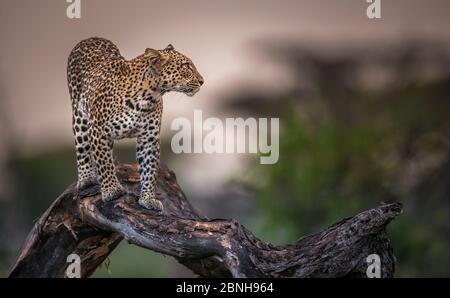 Leopardo (Panthera pardus) femmina in piedi su un tronco al crepuscolo, Lago Ndutu, Tanzania Foto Stock