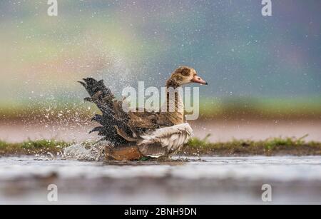 Bagno dell'oca Egiziana (Alopochen aegyptiaca), Riserva privata di gioco di Zimanga, Sudafrica. Foto Stock