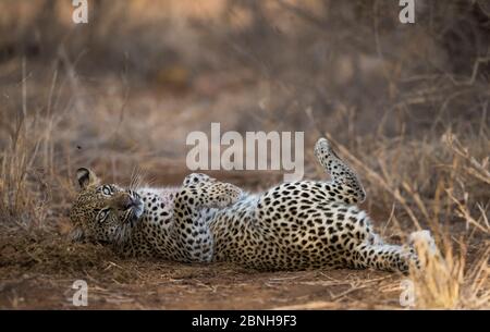 Leopardo (Panthera pardus) giovane donna rotola in alcuni sterco elefante, Grande Kruger National Park, Sudafrica Foto Stock