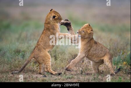 I cuccioli leoni (Panthera leo) giocano a combattere l'uno con l'altro. Lago Ndutu, Tanzania. Foto Stock