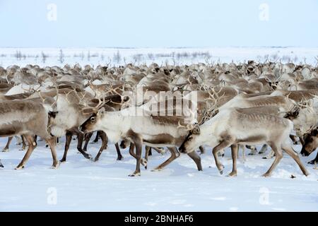 Renna (tarandus di Rangifer) mandria che migrano in primavera. Distretto di Yar-sale, Yamal, Siberia nord-occidentale, Russia. Aprile. Foto Stock