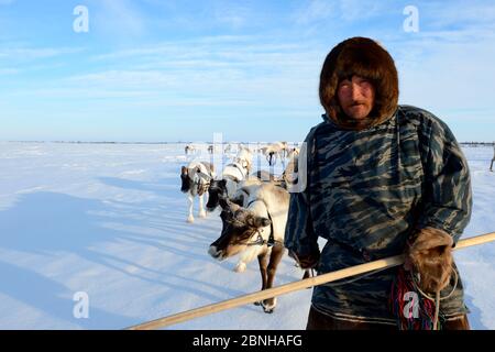 Sergueï Chorolya, il mandatario di Nenet che guida le renne (tarandus di Rangifer) slitta sulla migrazione primaverile attraverso la tundra. Distretto di Yar-sale, Yamal, Siber nord-occidentale Foto Stock