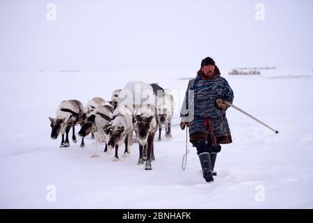 Sergueï Chorolya, il mandatario di Nenet che guida le renne (tarandus di Rangifer) slitta sulla migrazione primaverile attraverso la tundra. Distretto di Yar-sale, Yamal, Siber nord-occidentale Foto Stock