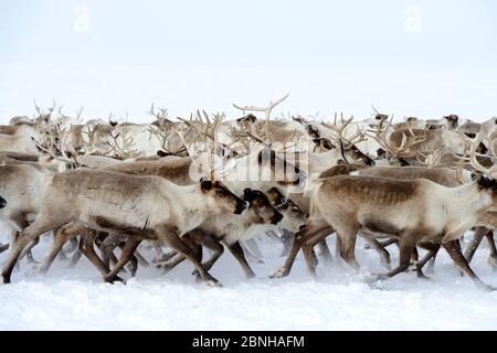 Renna (tarandus di Rangifer) mandria che migrano in primavera. Distretto di Yar-sale, Yamal, Siberia nord-occidentale, Russia. Aprile. Foto Stock