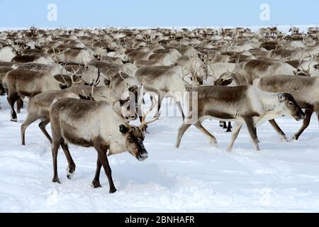 Renna (tarandus di Rangifer) mandria in primavera. Distretto di Yar-sale, Yamal, Siberia nord-occidentale, Russia. Aprile. Foto Stock