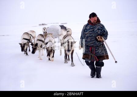 Sergueï Chorolya, il mandatario di Nenet che guida le renne (tarandus di Rangifer) slitta sulla migrazione primaverile attraverso la tundra. Distretto di Yar-sale, Yamal, Siber nord-occidentale Foto Stock