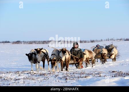 Sergueï Chorolya, il mandatario di Nenet guida le slitte di renna (tarandus di Rangifer) sulla migrazione primaverile attraverso la tundra. Distretto di Yar-sale, Yamal, Siberi nord-occidentale Foto Stock