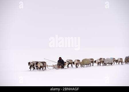 Sergueï Chorolya, il mandatario di Nenet guida le slitte di renna (tarandus di Rangifer) sulla migrazione primaverile attraverso la tundra. Distretto di Yar-sale, Yamal, Siberi nord-occidentale Foto Stock