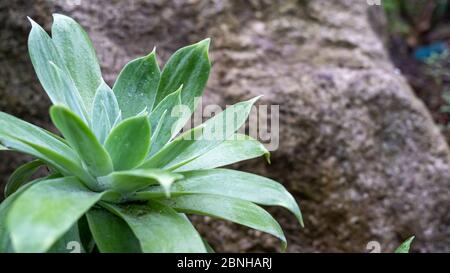 Green Echeveria primo piano girato contro una roccia grigia. Foto Stock