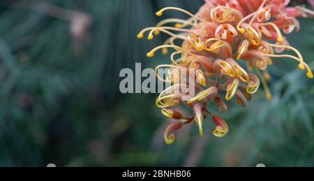 Foto di Grevillea 'superba' gialla e rossa Foto Stock