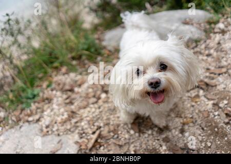 Carino cane maltese, razza pura, giocare all'aperto Foto Stock