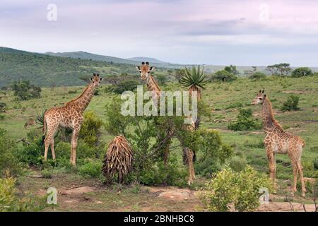 Capo Giraffe (Giraffa camelopardalis) mandria, Natal, Sudafrica. Foto Stock