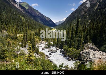 Fiume Karakol nella valle di montagna e nella foresta con grandi pini nel parco nazionale di Karakol, Kirghizistan Foto Stock