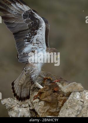 L'aquila di Bonelli (Aquila fasciata) che si nutre della preda della pernice a zampe rosse, Catalogna, Spagna, febbraio. Foto Stock