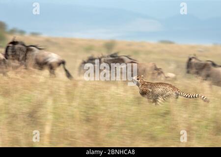 Ghepardo (Acinonyx jubatus) insegue wildebeest. Masai Mara, Kenya, Africa. Settembre. Foto Stock