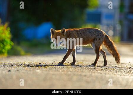 Red Fox (Vulpes vulpes) urbano Cardiff, Galles. Giugno. Foto Stock