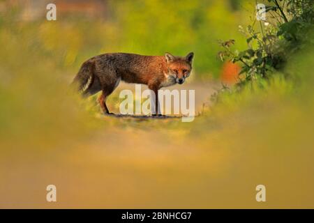 Red Fox (Vulpes vulpes) urbano Cardiff, Galles. Giugno. Foto Stock