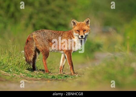 Red Fox (Vulpes vulpes) urbano Cardiff, Galles. Giugno. Foto Stock