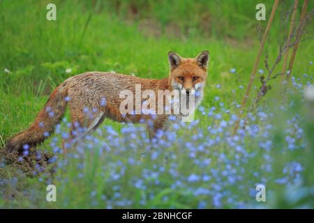 Red Fox (Vulpes vulpes) urbano. Cardiff, Galles. Maggio. Foto Stock