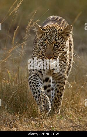 Leopardo africano (Panthera pardus) che stalking preda. Maasai Mara, Kenya, Africa. Gennaio. Foto Stock