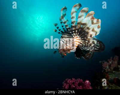 Leonfish comune (miglia Pterois) che nuotano su una barriera corallina, nel Mar Rosso settentrionale. Foto Stock