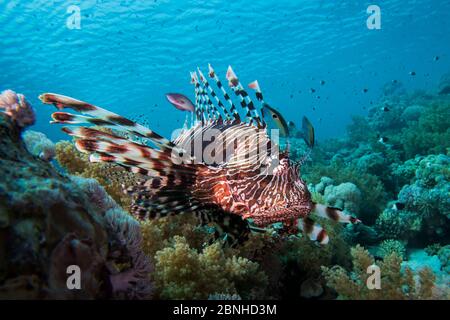 Leonfish comune (miglia Pterois) che nuotano su una barriera corallina, nel Mar Rosso settentrionale. Foto Stock