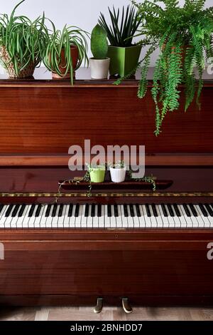 Piano antico d'epoca con varie piante verdi in casa nei vasi in camera Foto Stock