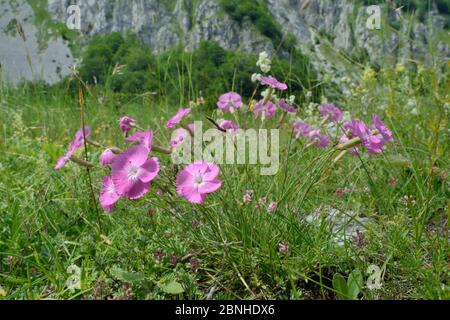 Rosa roccia / rosa legno (Dianthus sylvestris) fioritura in praterie alpine, catena montuosa di Zelengora, Parco Nazionale Sutjeska, Bosnia Erzegovina, J. Foto Stock