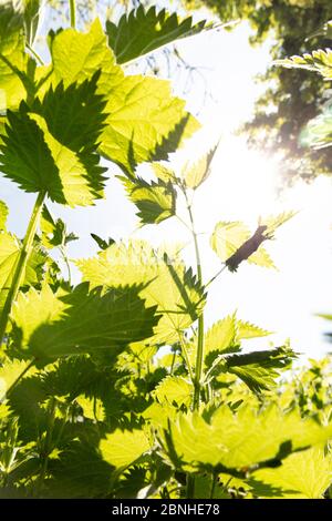 Verdi Nettles (Urtica dioica) parte dal basso nella schiena illuminata dal sole e dal cielo blu Foto Stock