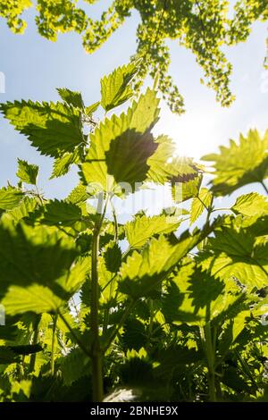 Verdi Nettles (Urtica dioica) parte dal basso nella schiena illuminata dal sole e dal cielo blu Foto Stock
