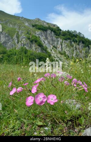 Rosa roccia / rosa legno (Dianthus sylvestris) fioritura in praterie alpine, catena montuosa di Zelengora, Parco Nazionale Sutjeska, Bosnia Erzegovina, J. Foto Stock