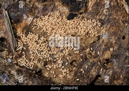 Black ants (Lasius niger) and cocoons at nest, Sussex, UK Foto Stock
