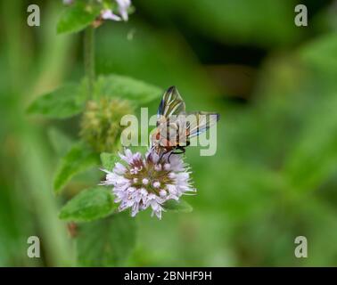 Fly (Alophora hemiptera) Sussex, Regno Unito Foto Stock