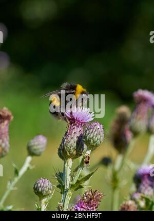 Bumblebee (Bombus terrestris) in marcia (Cirsium arvense) Sussex, Regno Unito Foto Stock